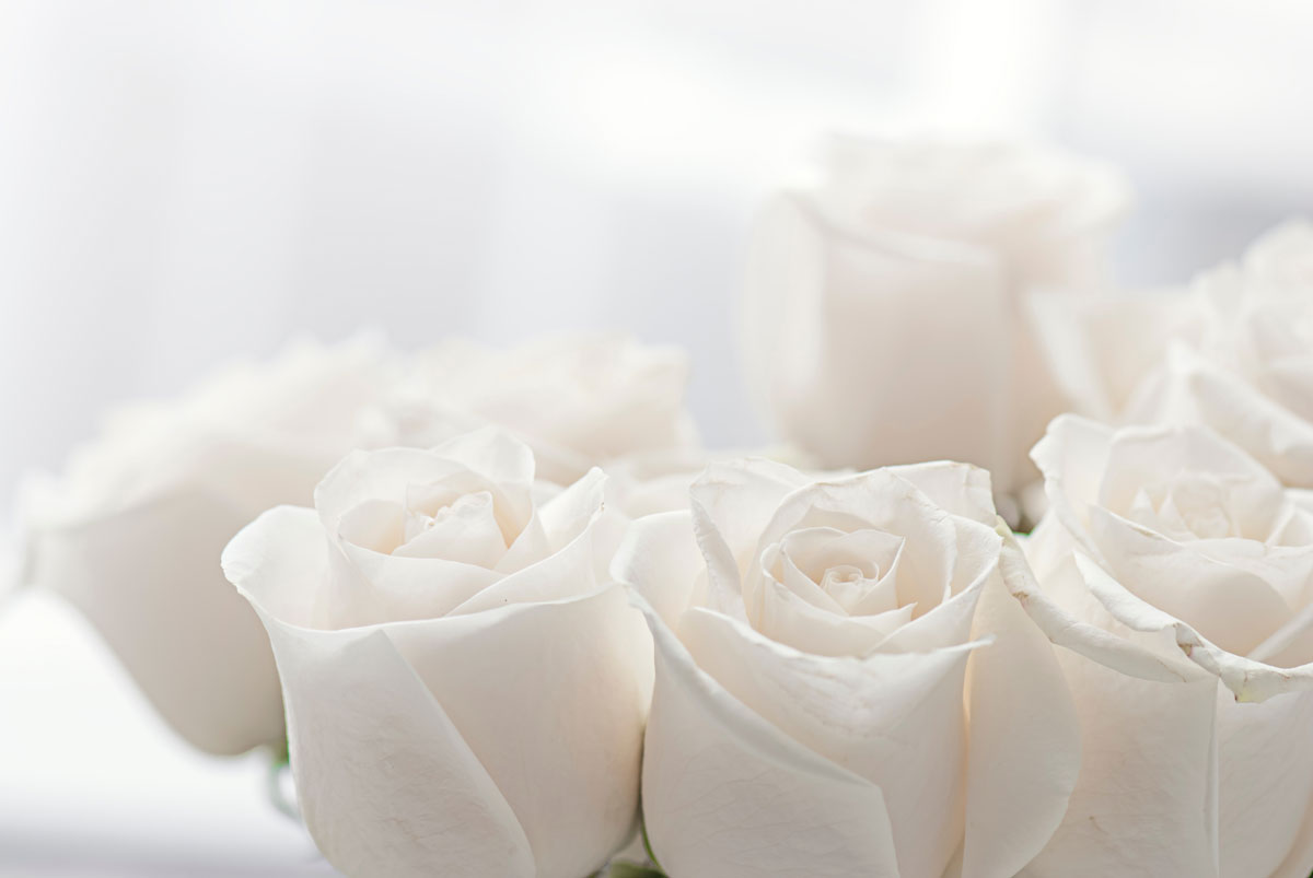 Weiße Rosen